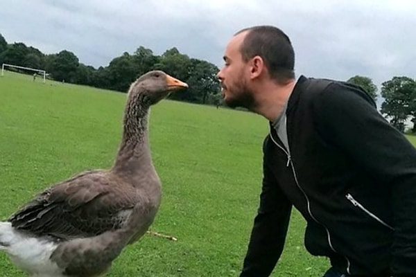 3. Норберт и Бип-Бип относятся к французской породе тулузских гусей, которых считают самыми крупными домашними гусями в мире.