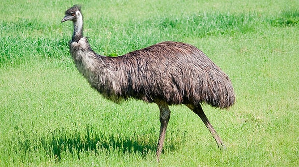 8. Назовите природную среду обитания страуса эму: