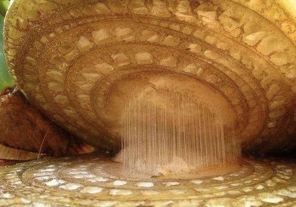 16. Банан вблизи