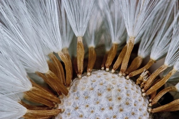 17. Детали одуванчика