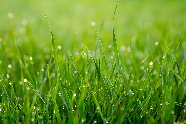 9. Taze biçilmiş çim kokusu aslında çimin tehlike anında salgıladığı kimyasallardan kaynaklanır.