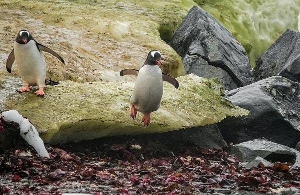 Hollanda'da bulunan bir hayvanat bahçesinde, eşcinsel penguenler kendi yavrularını yetiştirebilmek için başka bir eşcinsel penguen çiftin yumurtalarını çaldı.