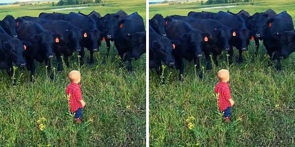 Ailesiyle seyahat ederken inekleri görüp mola veriyorlar...
