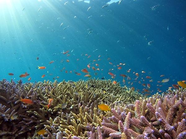 8. "Filipinlerde dalmış ve mercanların keyfini çıkartıyordum...