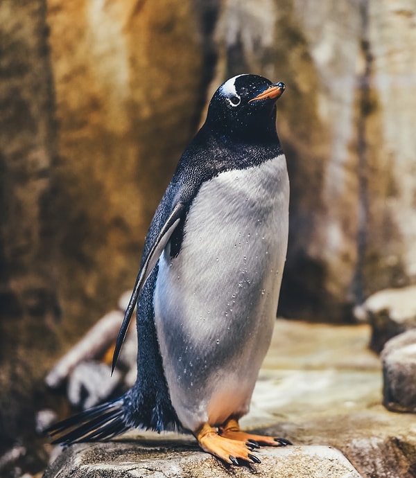 Сандер Дрост, менеджер зоопарка, сказал, что это не первая попытка пары стать родителями.