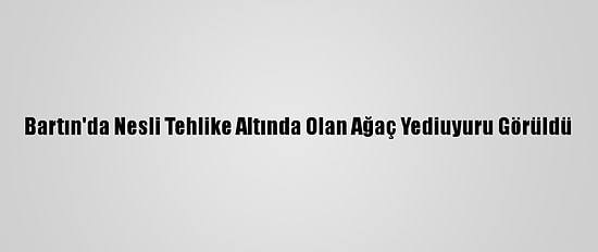 Bartın'da Nesli Tehlike Altında Olan Ağaç Yediuyuru Görüldü