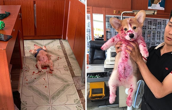 4. Малыш всего лишь обьелся варенья