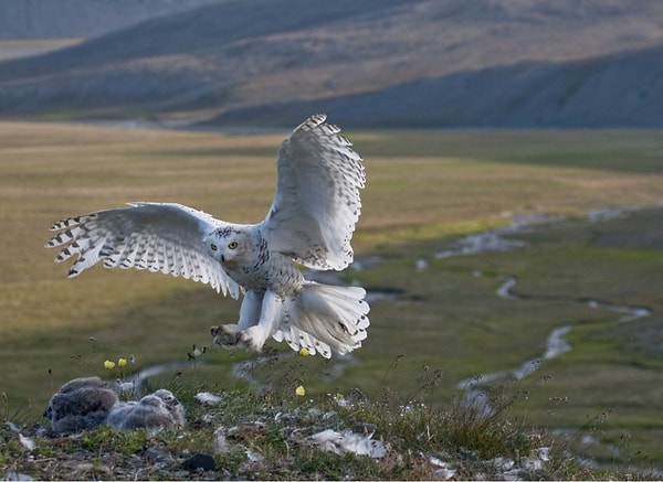 1. Полярная сова возвращается в гнездо после неудачной охоты (остров Врангеля).