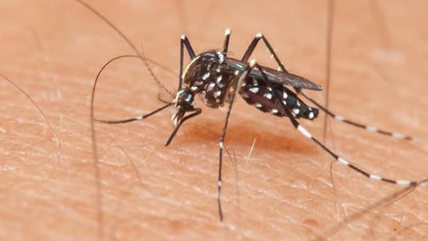 7. Bir sivrisinek tarafından ısırıldıysanız, kaşıntıyı gidermek için o bölgeye muz kabuğu sürün. Kaşıntı anında geçecektir.