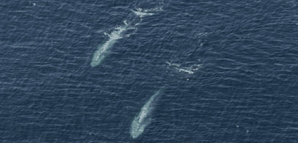 13. Mavi balinaların gaz çıkarırken suda oluşturduğu baloncuklar, içine bir atın sığabileceği büyüklüktedir.