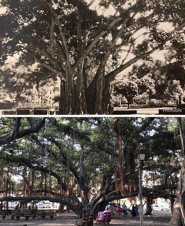 4. "Üstteki fotoğraf İkinci Dünya Savaşı sırasında Maui'ye atanan büyükbabam tarafından çekilmiş. Alttaki fotoğrafı ise bilmeden ben çekmiştim."