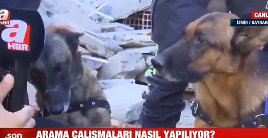 'Köpekleri Salın Ben Kedi Sesi Çıkarayım' Diyen Buse'nin Kurtarılmasında Büyük Rol Oynayan O Köpekler