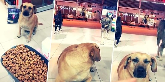 Depremde de Bizi Yalnız Bırakmayan Bu Güzel Canlıların Haklarını Ödeyemeyiz Belki Ama Sevgimizi Verebiliriz!