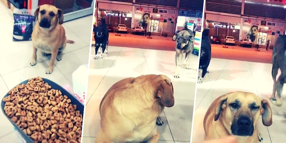 Depremde de Bizi Yalnız Bırakmayan Bu Güzel Canlıların Haklarını Ödeyemeyiz Belki Ama Sevgimizi Verebiliriz!