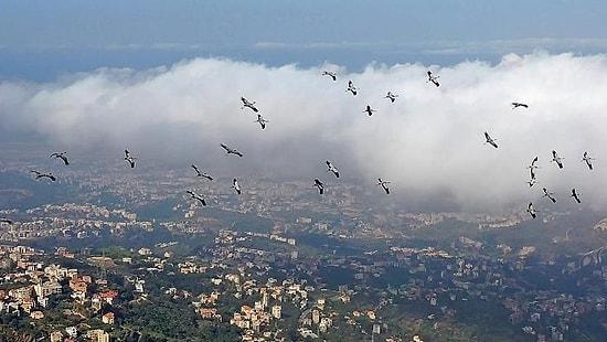 Fransa'da Göçmen Kuşlar Nedeniyle 45 Noktada Kuş Gribi Alarmı: 'Acilen Önleyici Tedbirler Alınmalı'