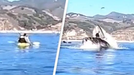Kanoyla Gezdikleri Sırada Avlanan Dev Balina Tarafından Yutulmaktan Son Anda Kurtulan Kadınların Korku Dolu Anları