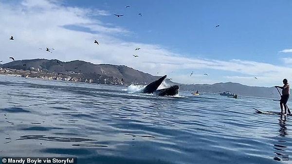 Suyun altından avlanmak için bir anda yüzeye çıkan kambur balina tüm kanoyu yutmuş gibi göründü.