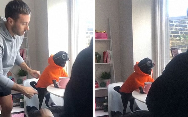 6. Волк приблизился к человеку 40 000 лет назад в надежде получить еду и дружбу, и вот где мы оказались сейчас