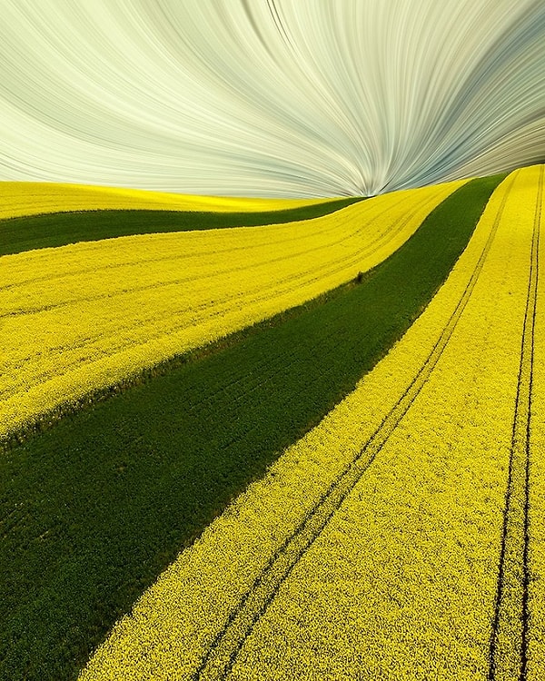 16. Абстрактная категория: Весенняя зебра