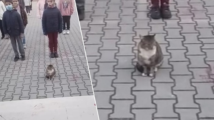 İstiklal Marşı Okunurken Kıpırdamadan Duran Kedi