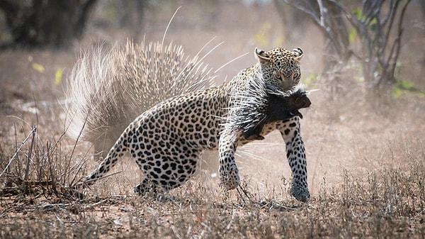 15. Bebeğini kapan leopara saldırmaya hazırlanan oklu kirpi: