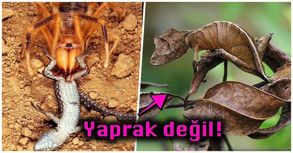 Doğanın Korkutucu Yüzünü İliklerinize Kadar Hissetmenize Sebep Olacak Birbirinden Ürkütücü 19 Yeni Fotoğraf