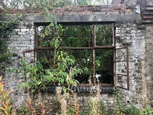 3. Дерево, растущее внутри корпуса старой приемной станции BBC в Суррее (Англия).