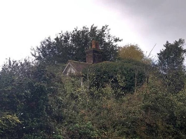 21. Что бывает, когда не занимаешься садом. Пару десятков лет.