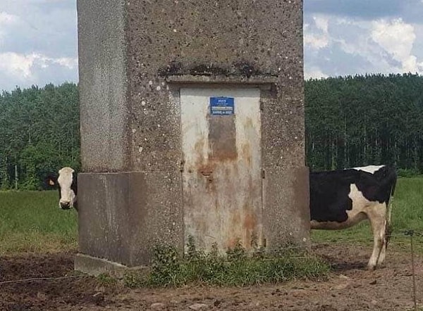 7. Корова-макаронина.