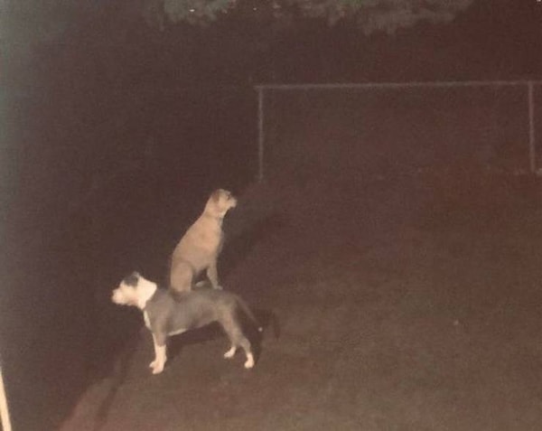 9. "Поехали, шеф!"