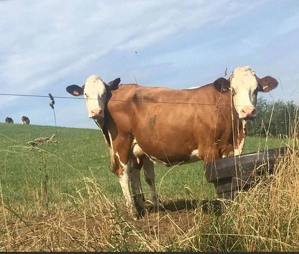 14. От такой коровы двойная польза молока! :)