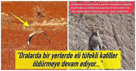 Yerin Dibine Batsın Av Merakınız! Yedi Yıl Sonra İlk Defa Trabzon'da Görülen Yakalı Toy Kuşunu Avcılar Öldürdü