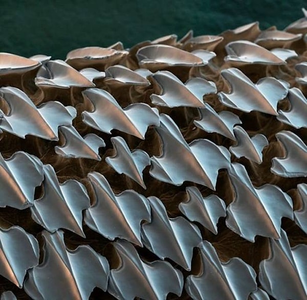 18. Кожа акулы