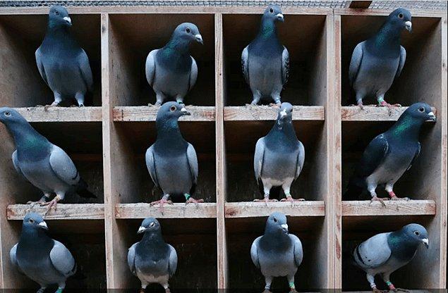 Belçikalı yetiştiriciye ait 444 güvercin için toplam 4 milyon 180 bin euro fiyat belirlendi.