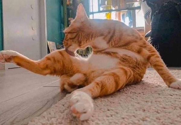 15. Коты - это любовь!