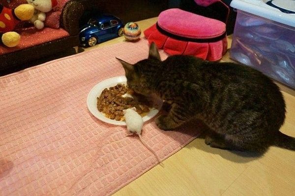 33. Когда решил разделить трапезу с другом.