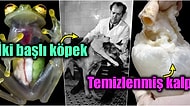 İlk Bakışta Algılamanızın Zor Olduğu, Sizi Bilime Tekrardan İnandıracak Bi’ Hayli Enteresan 19 Görsel