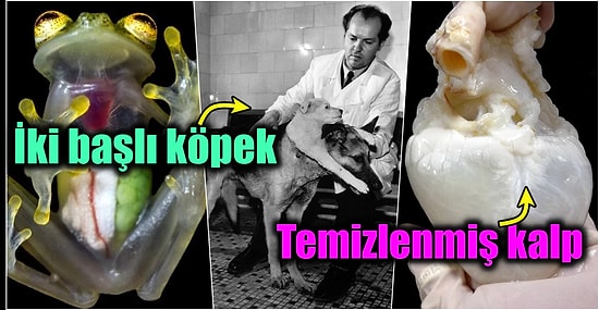 İlk Bakışta Algılamanızın Zor Olduğu, Sizi Bilime Tekrardan İnandıracak Bi’ Hayli Enteresan 19 Görsel