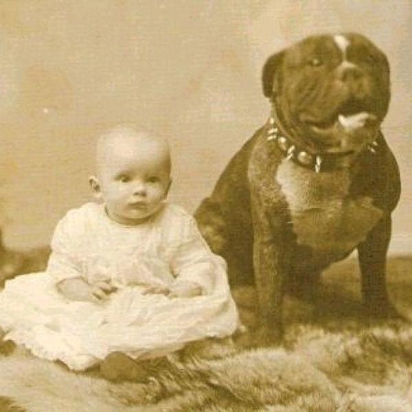 8. Pitbull cinsi köpekler bir zamanlar çocuklara olan korumacı ve kibar tavrıyla 'dadı köpekler' olarak bilinirdi.
