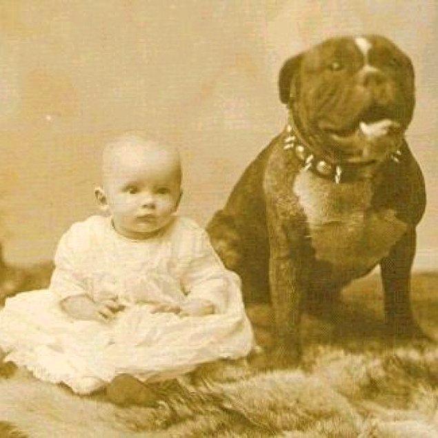 8. Pitbull cinsi köpekler bir zamanlar çocuklara olan korumacı ve kibar tavrıyla 'dadı köpekler' olarak bilinirdi.