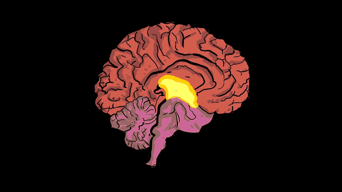 Нарушение полушарий мозга. Мозг анимация. Головной мозг анимация. Головной мозг гиф.