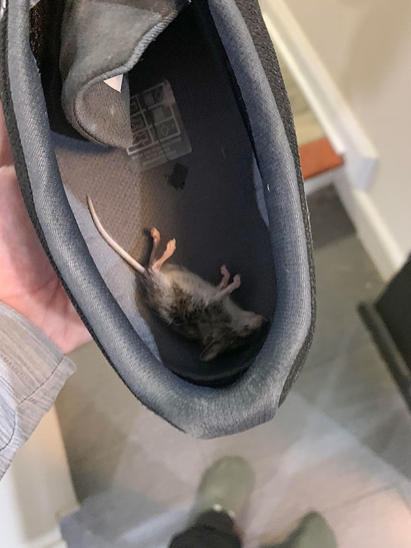 10. "Утренний сюрприз от кота в ботинке моего мужа".