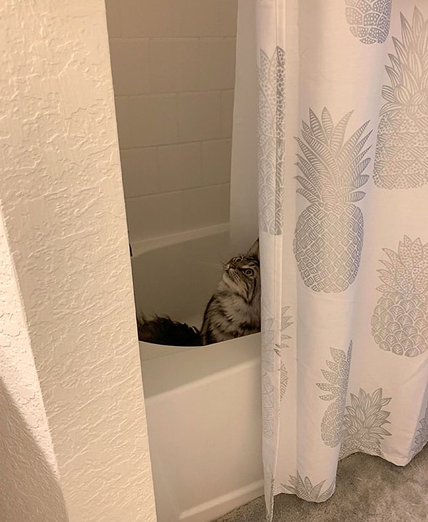 20. "Наш кот прознал опытным путем, что самая удачная акустика - в ванной. Его концерт начинается примерно в 4 утра и длится до тех пор, пока не проснутся все члены семьи".