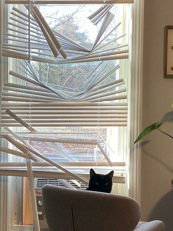 4. "Возвращается, значит, моя девушка домой и находит нашего милого котика, ждущего ее у окна".