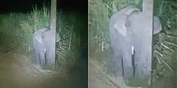 Şeker kamışlarına dadanan hayvanı bulmak için bölgeye gelen insanlar, elektrik direğinin arkasına saklanmış bir fil buldular.