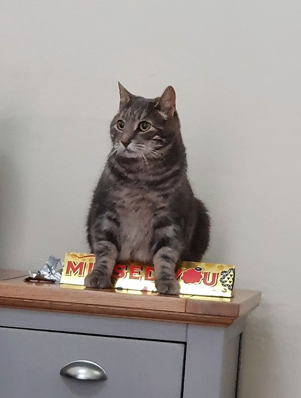 19. "Этот засранец посидел на моем томблероне и расплавил его!"