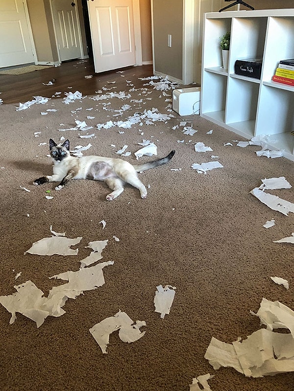 25. "Заведите кота", - говорили они. "Они помогут вам справиться со стрессом и принесут мир и покой в ваш дом", - заверяли они.