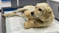 'Yaşaması Bir Mucize': Patileri Kesilen Yavru Köpek Hayati Tehlikeyi Atlattı