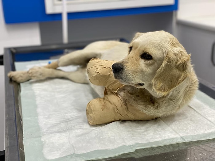 'Yaşaması Bir Mucize': Patileri Kesilen Yavru Köpek Hayati Tehlikeyi Atlattı