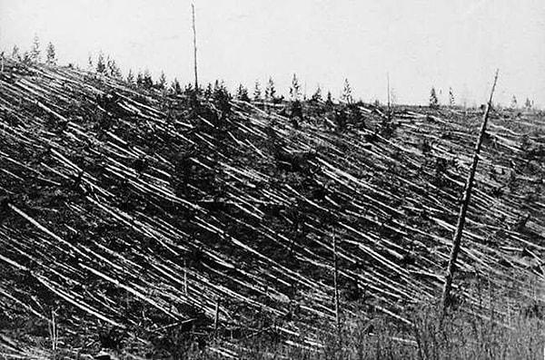 Patlama ile beraber ormanlarda yaşayan binlerce hayan hayatını kaybederken, yüzlerce kilometrelik ormanlar yanıp kül oldu.